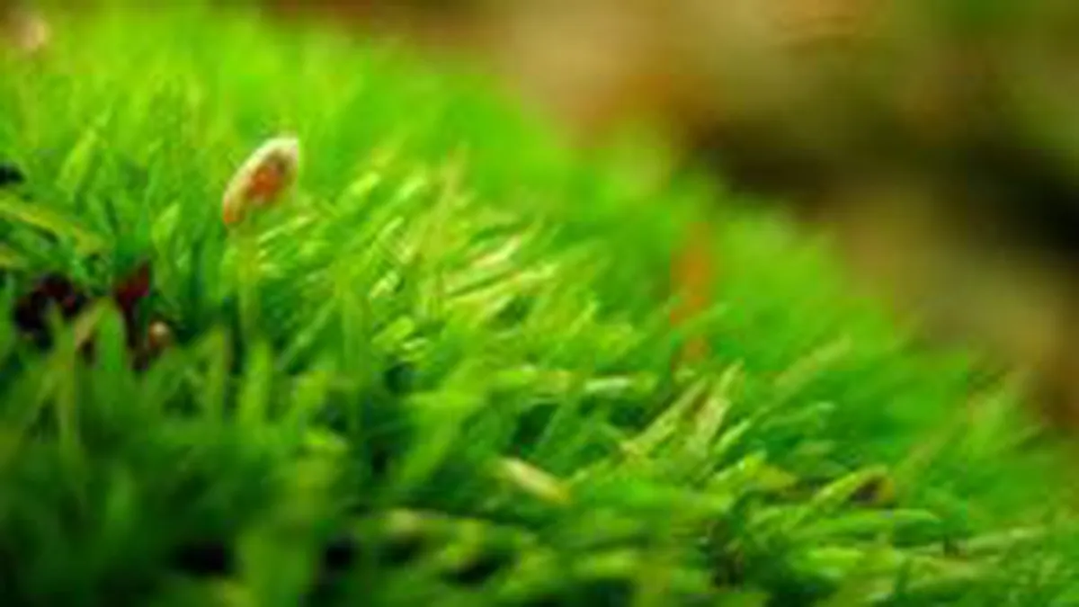 Numarul agricultorilor ecologici inregistrati a crescut cu peste 9% in 2008