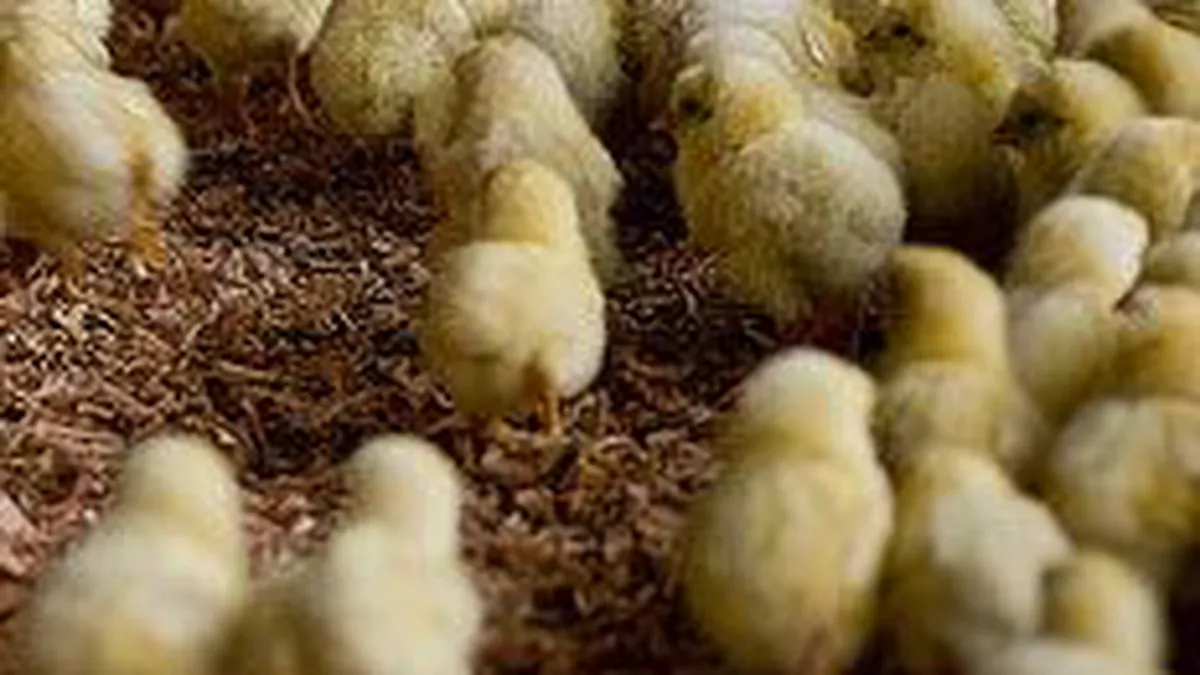 UNCPR: Exporturile de carne de pasare se vor dubla in 2009