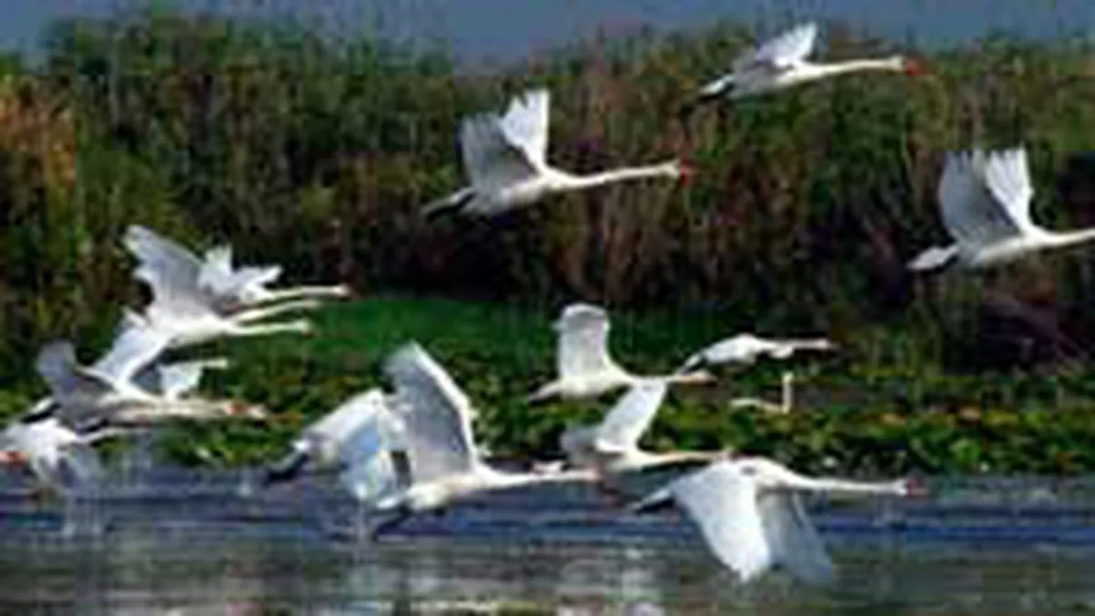 Nemirschi: Refacerea potentialului Deltei Dunarii ar costa 500 mil. euro