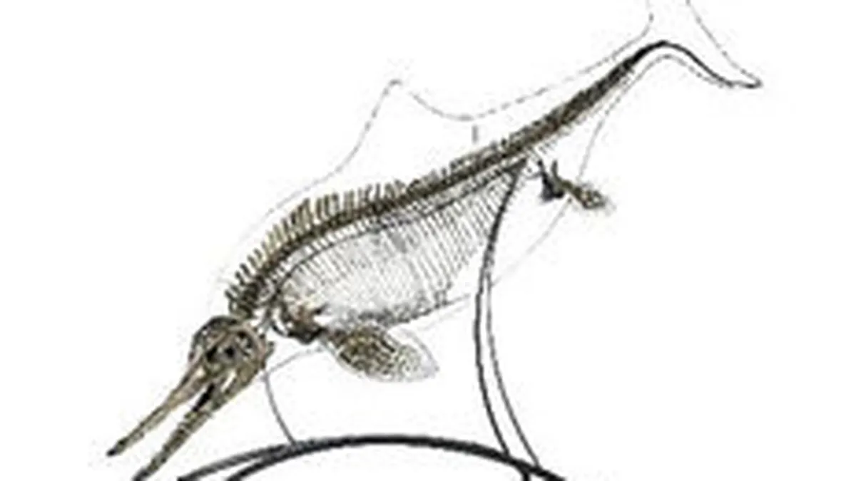 Un schelet de 144 milioane de ani s-a vandut la licitatie cu 181.000 euro