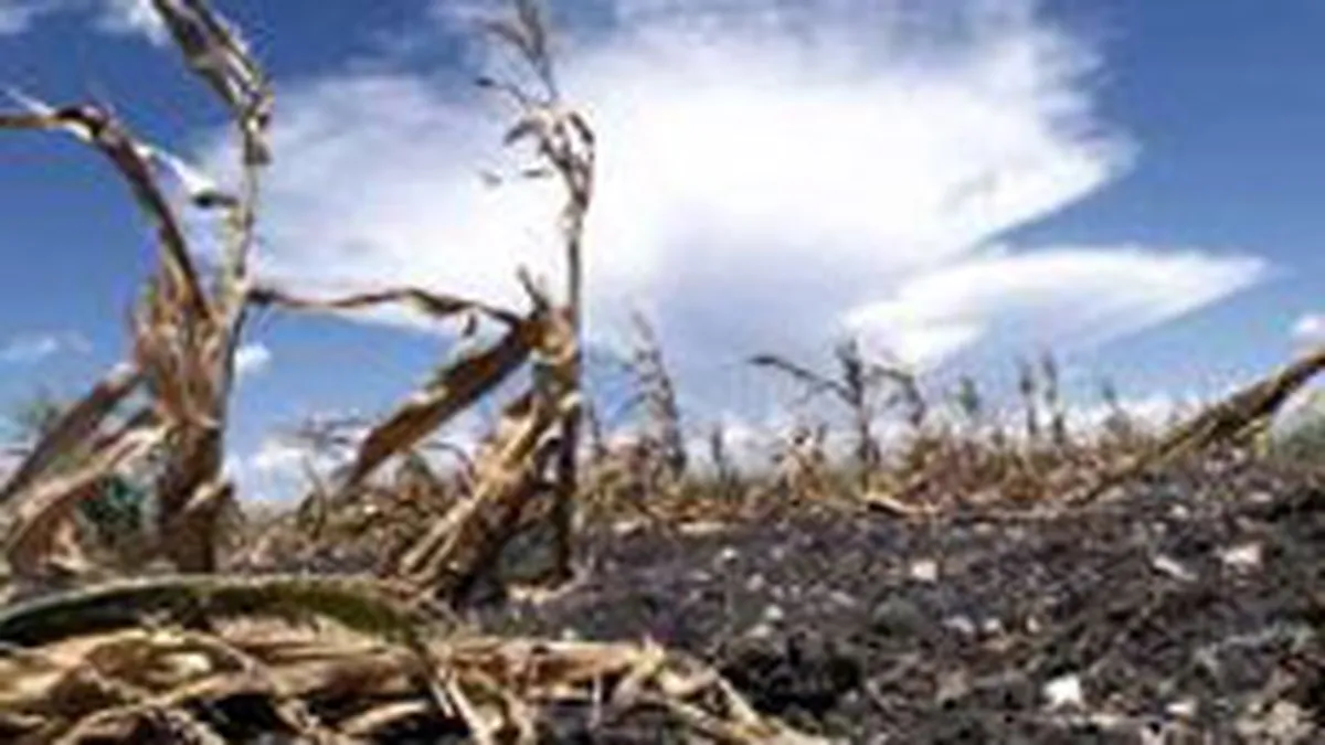 \La pachet\ cu criza: Seceta va taia jumatate din contributia agriculturii la PIB