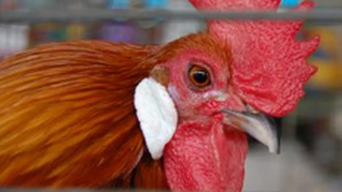 Crescatorii de pasari se adancesc in pierderi: \Piata nu ne permite sa crestem preturile\