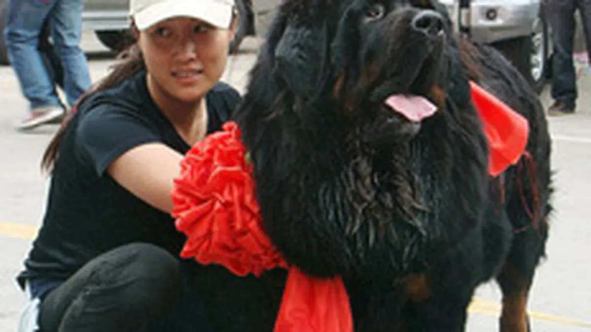 Cel mai scump caine din lume s-a vandut pentru 350.000 lire sterline