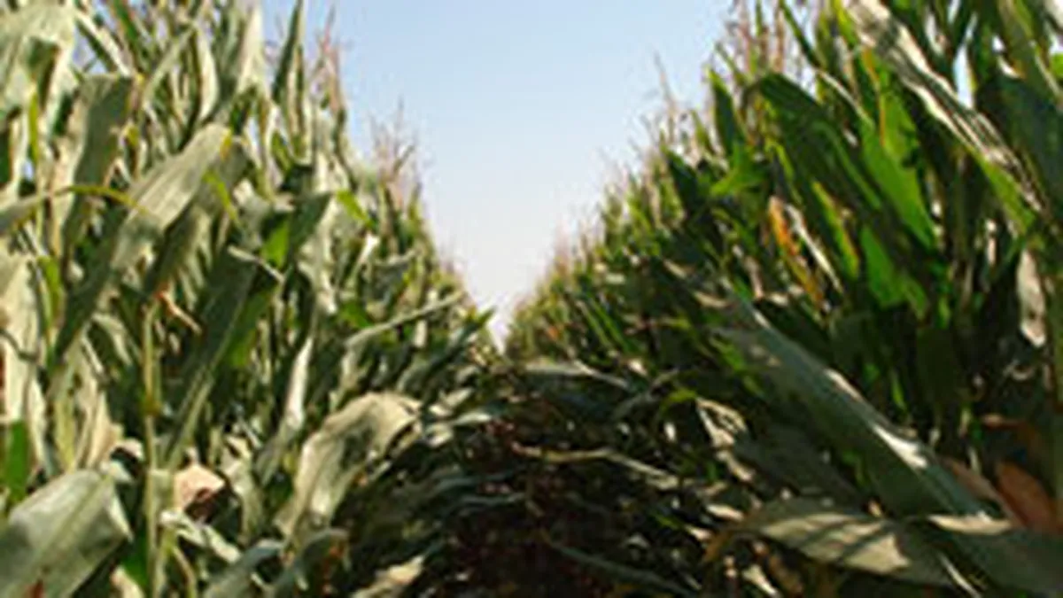 Agricultura a amortizat impactul crizei asupra statelor din Europa de Est