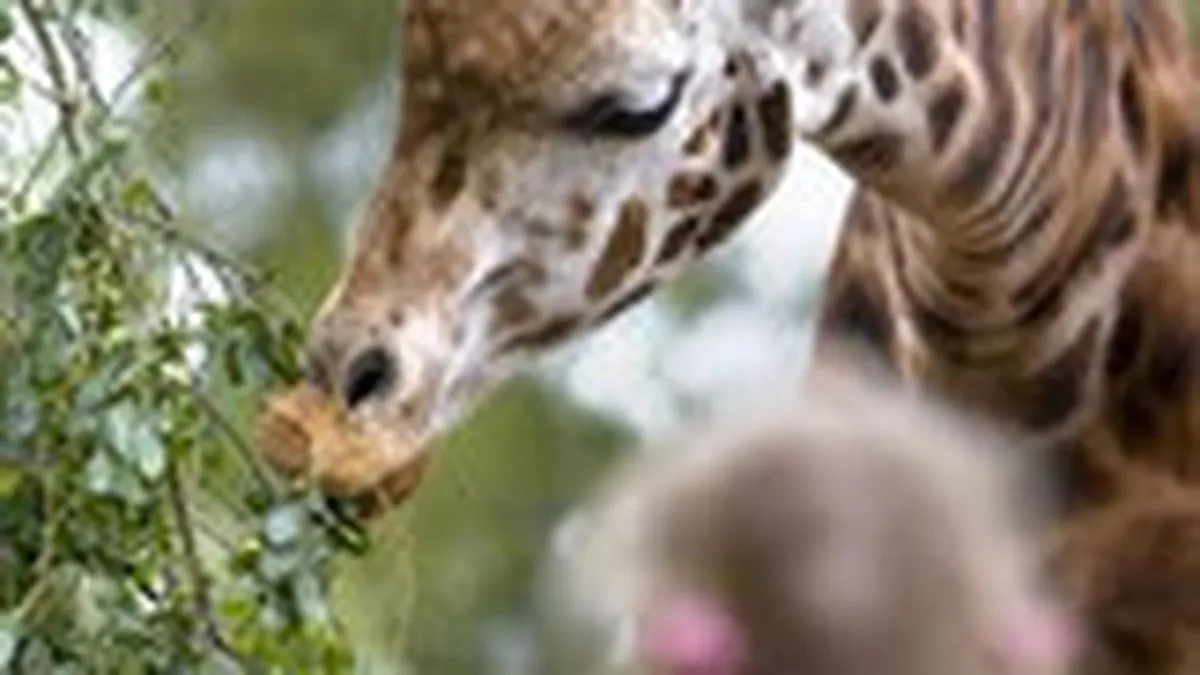 Cand business-ul si jungla se impletesc mai mult decat metaforic: Ce potential au gradinile zoologice din Romania?