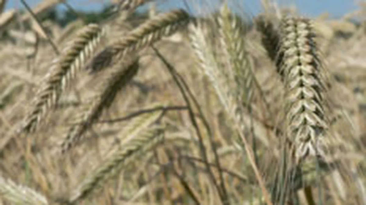 Devalorizarea dolarului ar putea aduce scumpiri la materiile prime alimentare