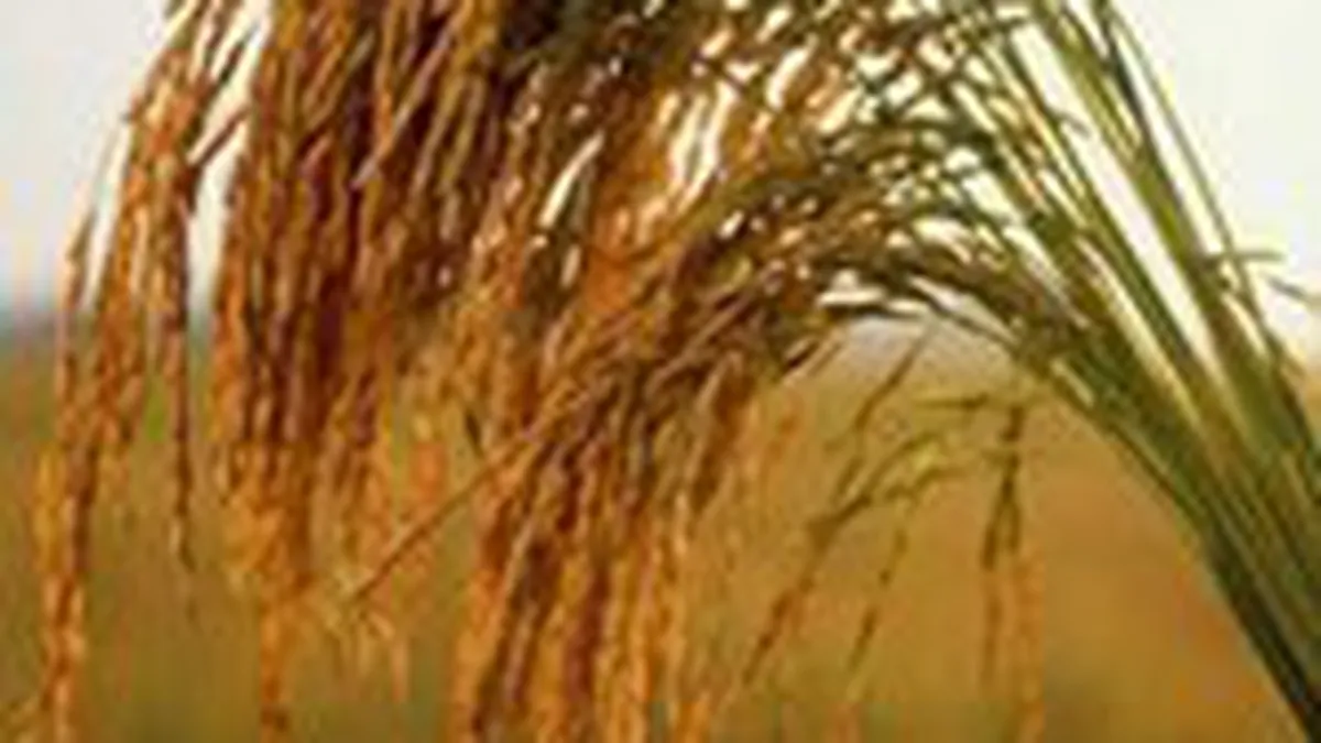 Agrostar: 70% din exploatatiile agricole s-ar putea inchide