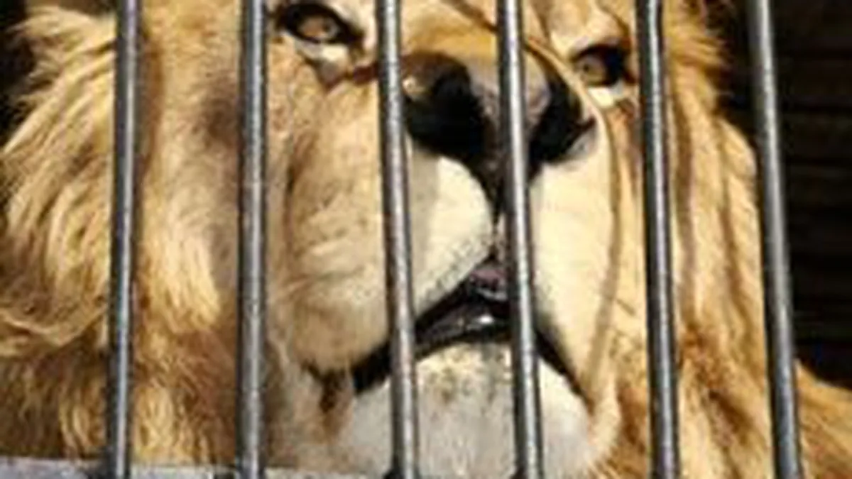 Investitie de 800.000 euro in modernizarea Gradinii Zoologice din Rm. Valcea