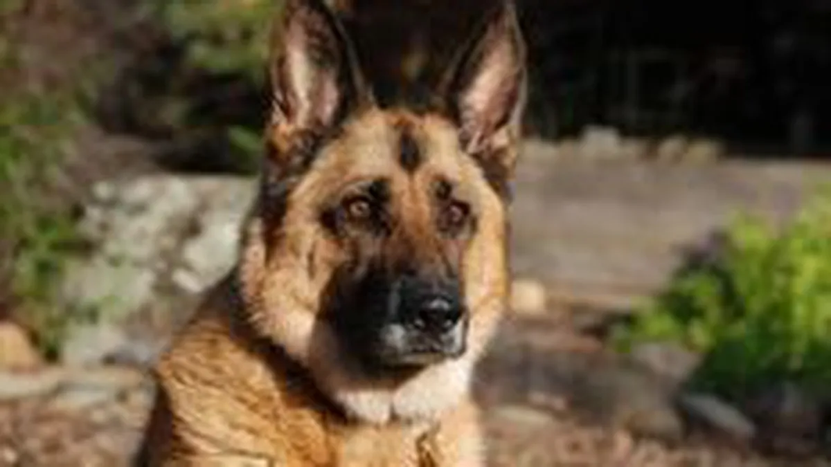 Caine politist scos la licitatie pentru ca e prea bland. Pretul de pornire: 1.700 lei