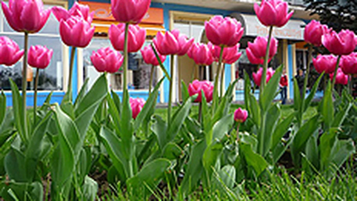 Un oras invadat de flori: Spectacol estetic la Pitesti, in weekend (FOTO-reportaj)