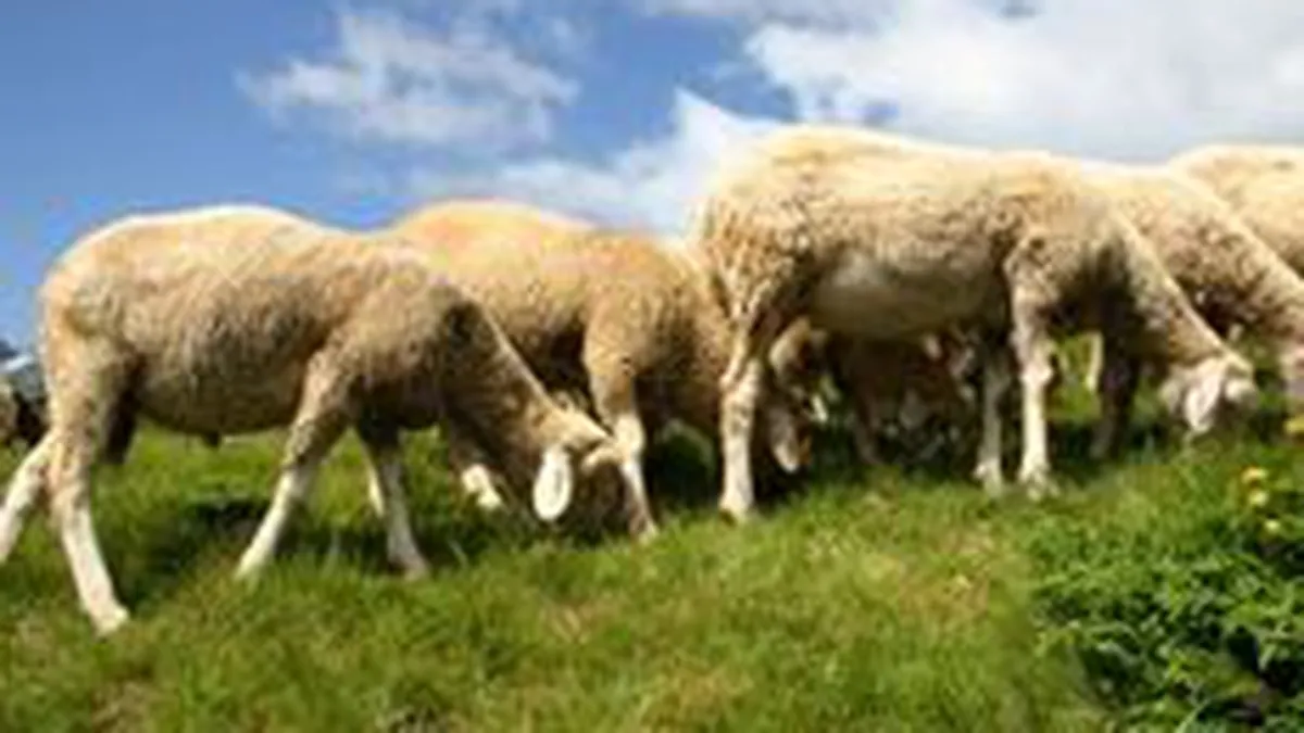 Turcia ar putea importa animale din Romania, pentru a reduce pretul la carne