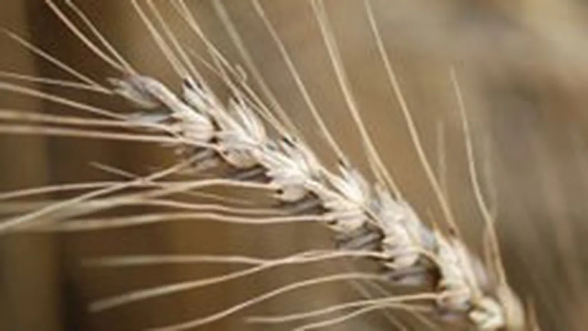 LAPAR: Productia de grau va scadea dezastruos in acest an din cauza ploilor