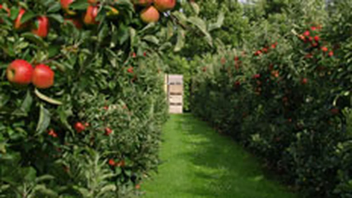 Statul ar putea acoperi intre 50% si 70% din costul primelor de asigurare ale agricultorilor