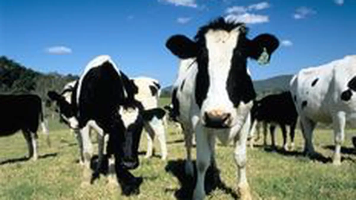 Ministerul Agriculturii si crescatorii de bovine nu au ajuns la un acord in privinta subventiilor