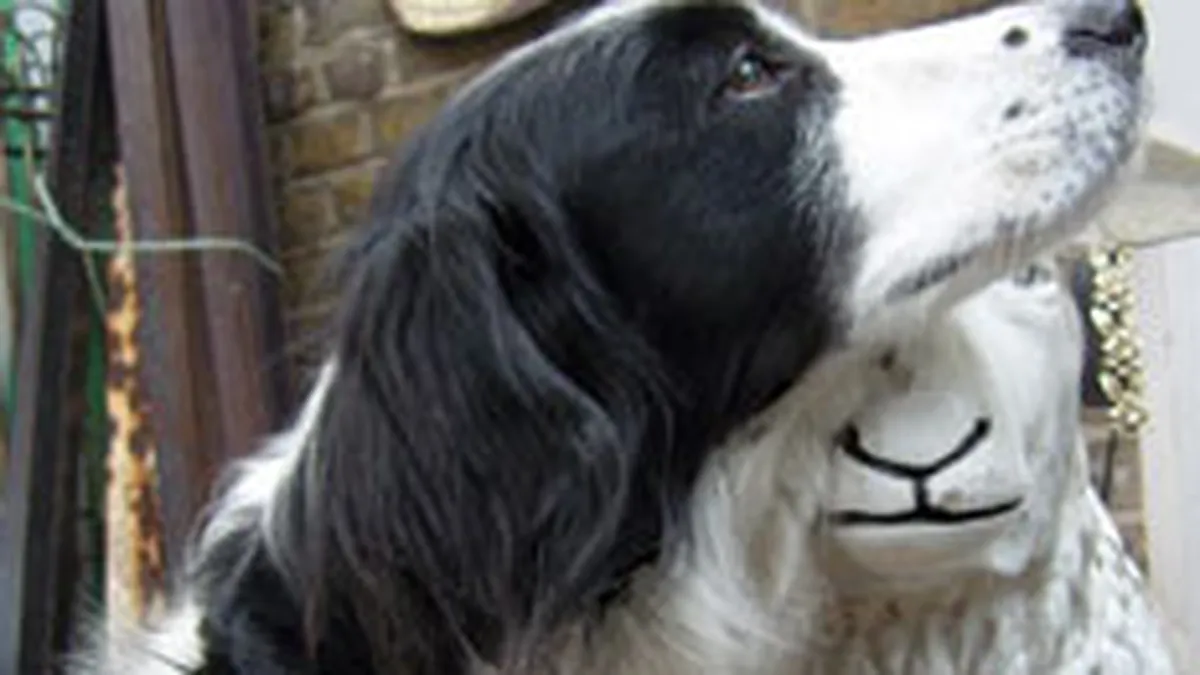 Pentru o restanta de 1.000 de lei recuperatorii iti pot lua animalele din casa