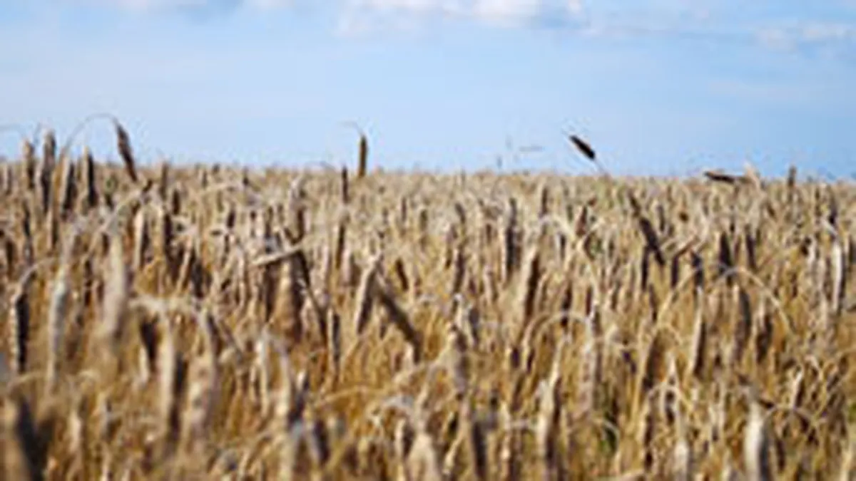 Cotatia graului a atins un nivel record din cauza unui zvon ca Rusia va restrictiona exporturile