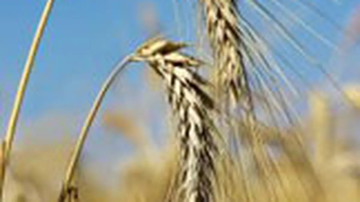 Interdictia din Rusia a exporturilor de cereale afecteaza producatorii europeni de bere si alimente