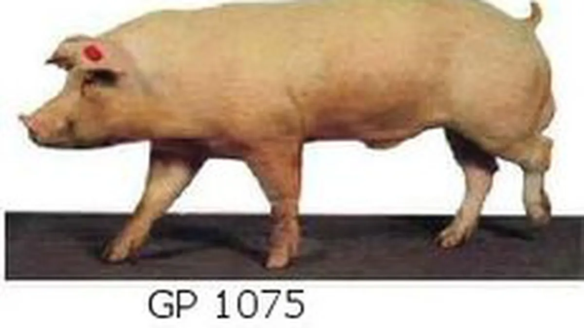 Suinprod Roman se apuca de crescut oi si capre