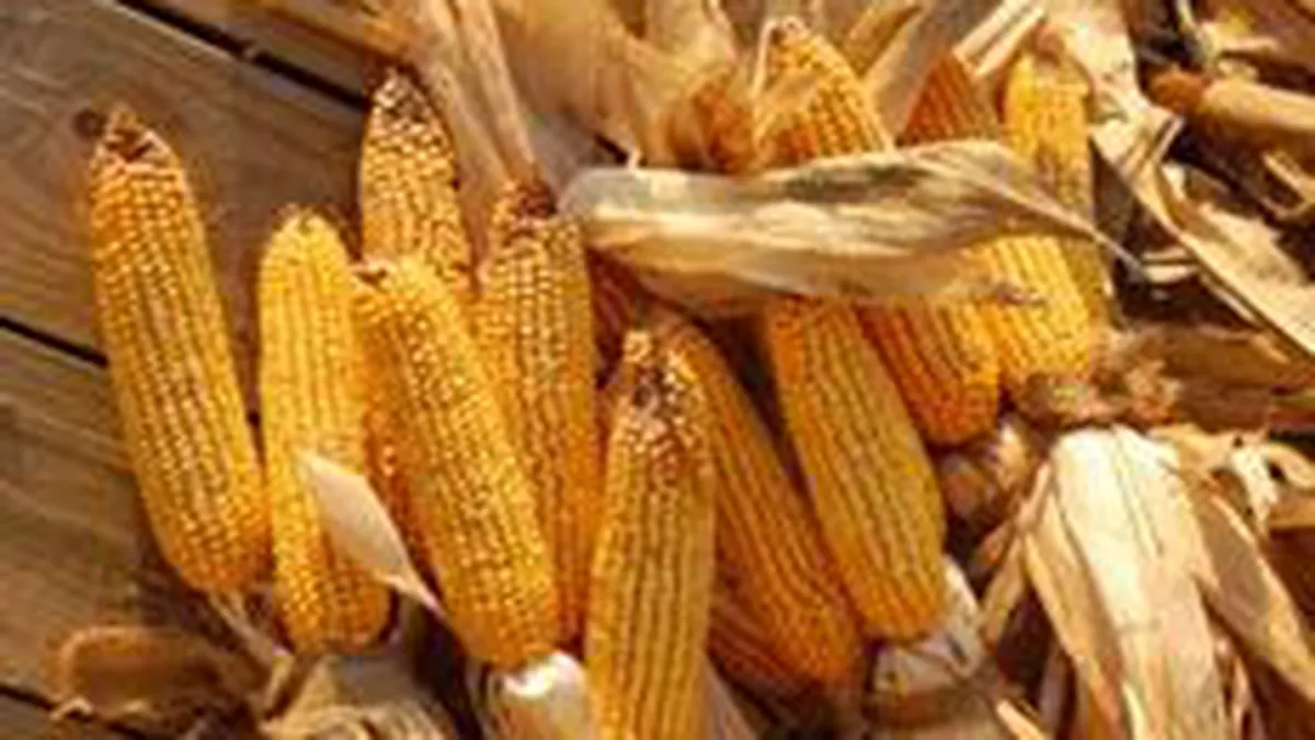 Nemtii de la Aton Transilvania exporta in Occident toata productia de porumb din 2010