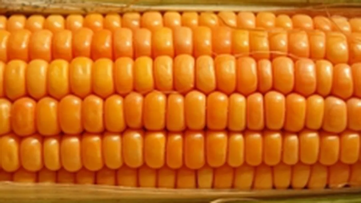 Ministrul Agriculturii: Romania va exporta in acest an grau si porumb de 800 mil. euro