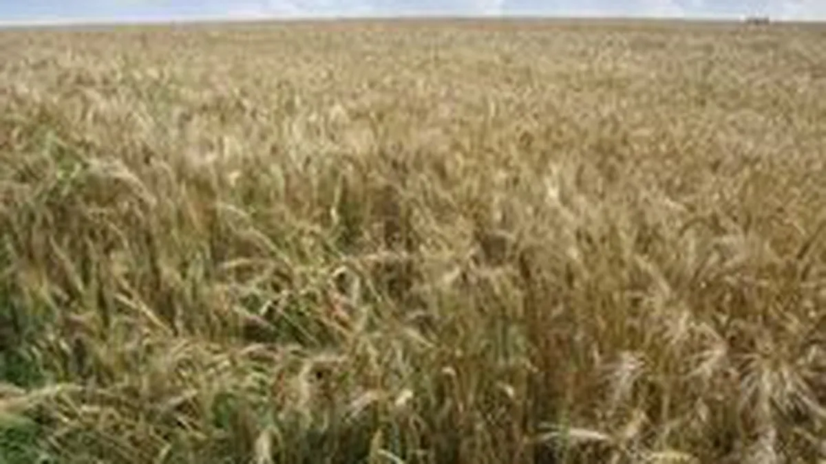 BERD critica statele din estul Europei care au introdus embargouri pentru exporturile de cereale