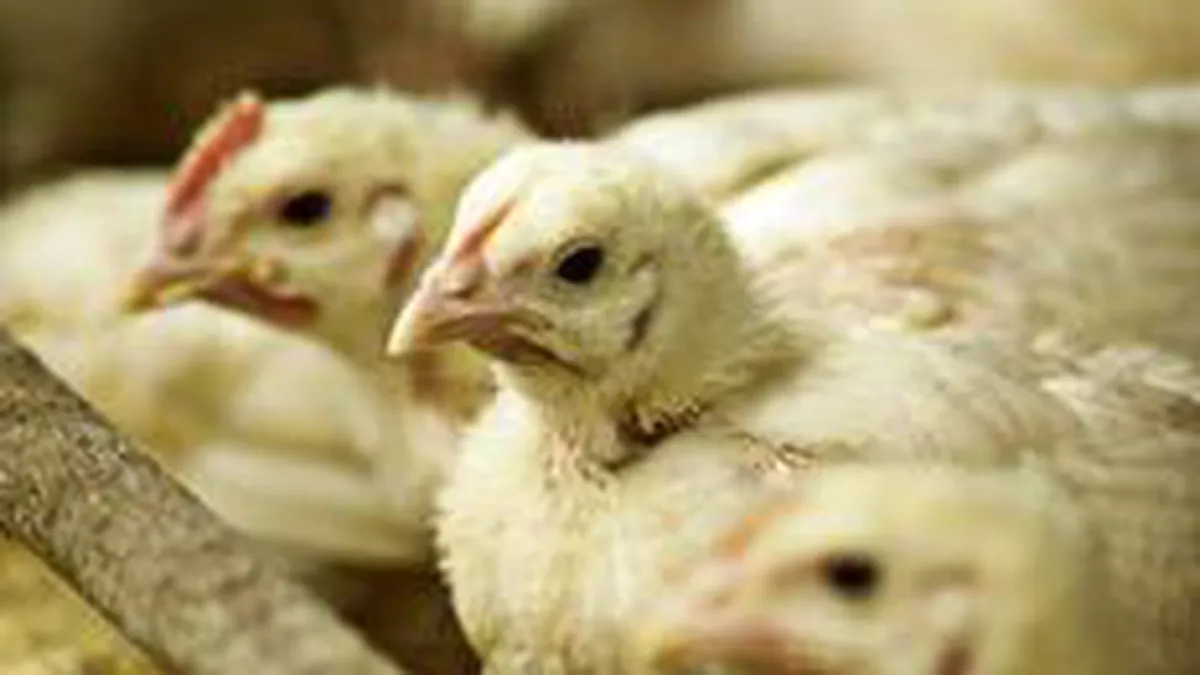 Avicola Buzau si-a adancit pierderile in primele noua luni, la 2,9 mil. lei