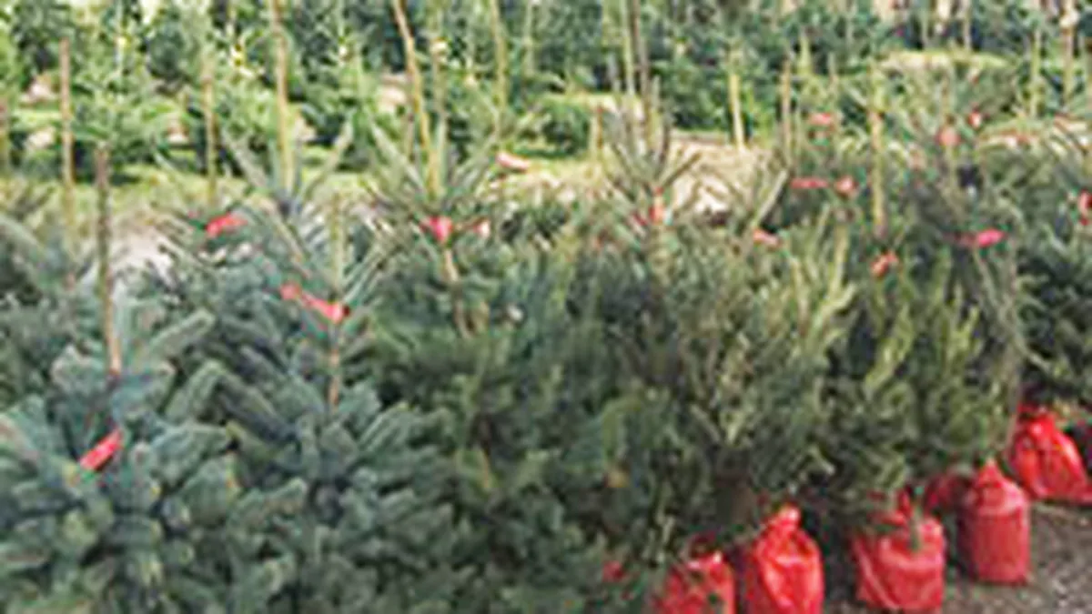 O afacere cu potential: Vanzarile de brazi de Craciun in ghiveci s-au dublat in 2010