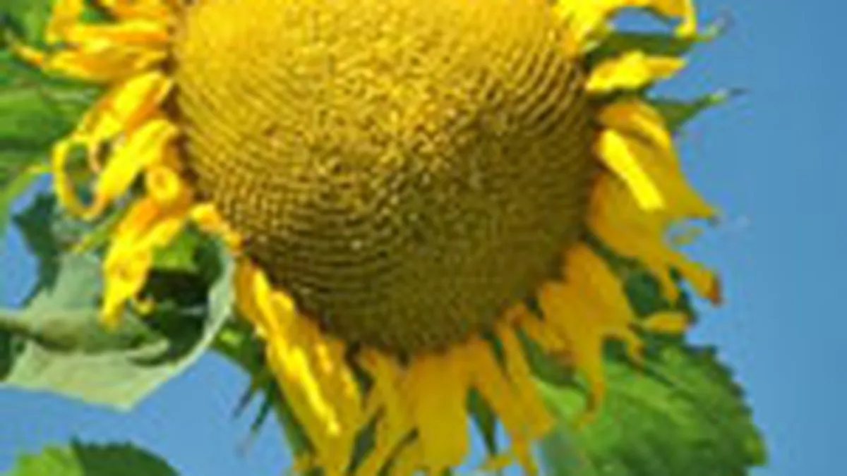 Pretul uleiului ar putea creste cu circa 30% in aprilie sau martie, pana la 7 lei pe litru