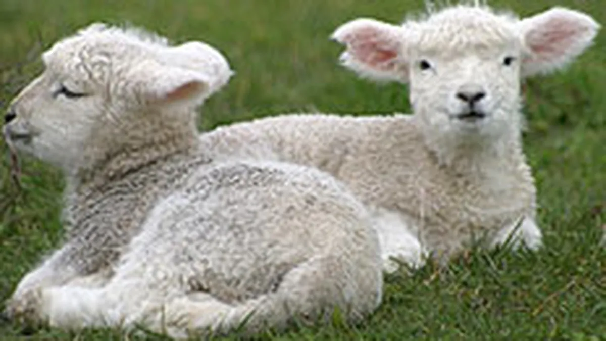 Tabara: De Pasti vom manca miei din Romania