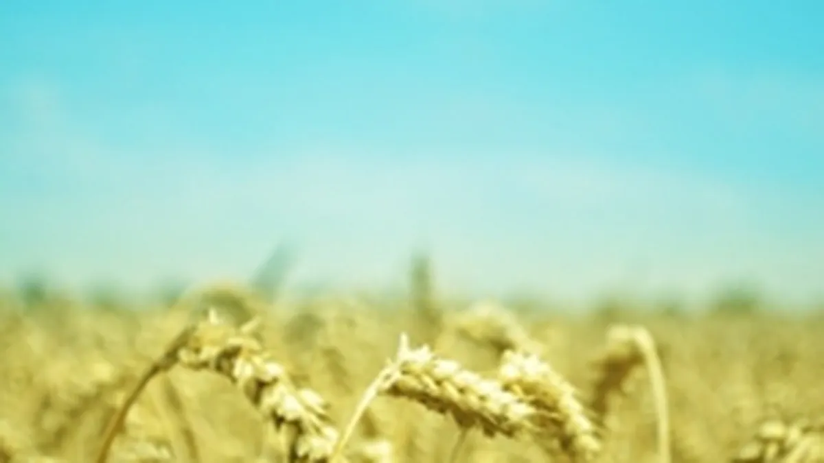 Pretul graului a scazut in februarie la bursa din Chicago, pentru prima oara in ultimele trei luni