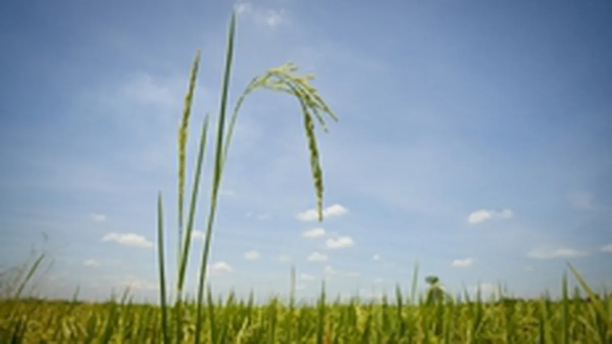 FMI: Preturile alimentelor ar putea ramane la niveluri ridicate record pentru mai mult timp