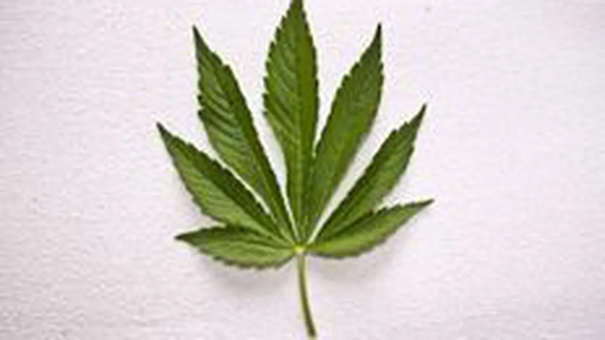 Guvernul va interzice etnobotanicele. Amenzi de pana la 100.000 lei si inchisoare 8 ani