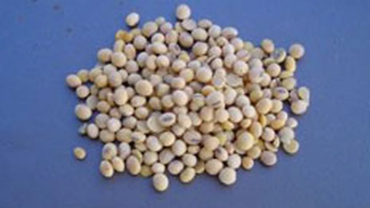 Tabara: Romania face demersuri la UE pentru a cultiva soia modificata genetic
