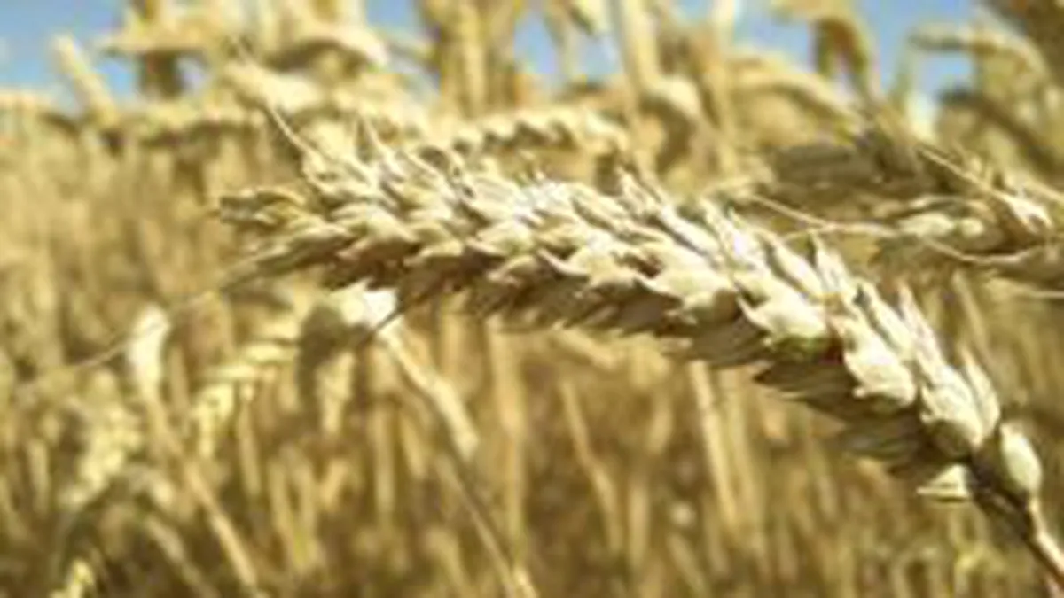 Seful Bancii Mondiale: Economia mondiala este la un soc distanta de o criza alimentara de amploare