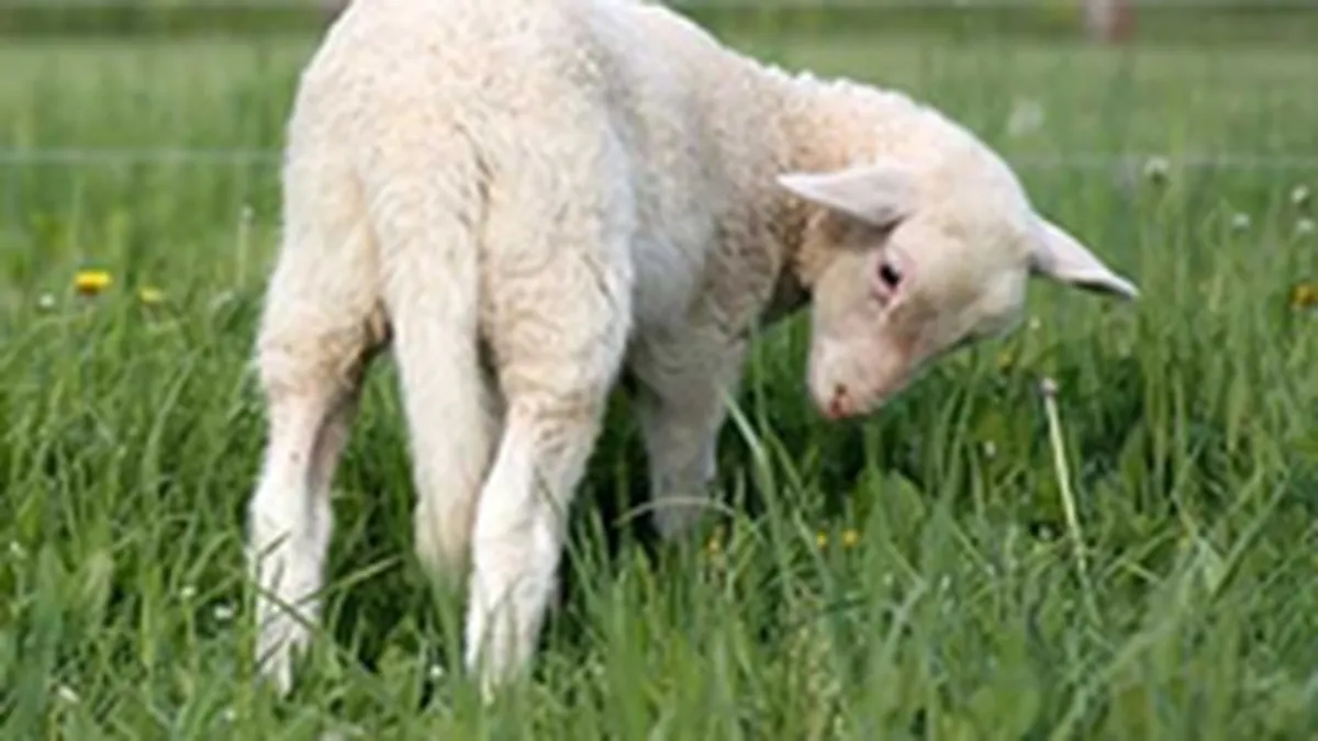 Romanii cumpara putina carne de miel