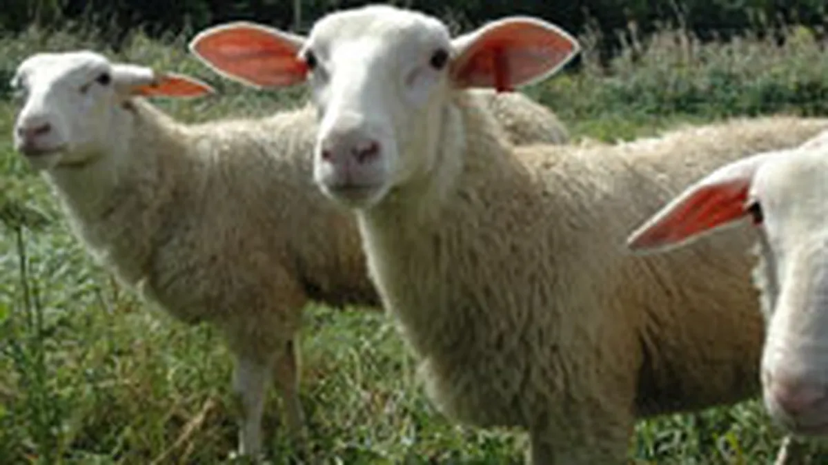 Criza bate traditia: Romanii inlocuiesc mielul de Paste cu puiul