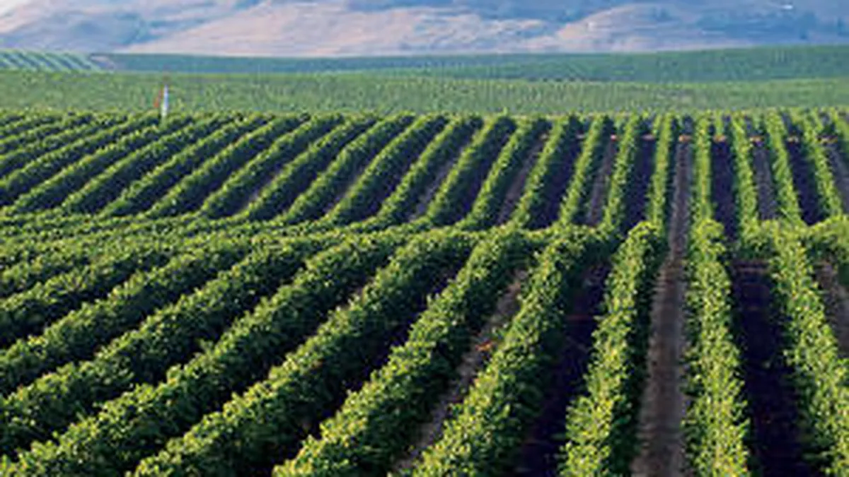 Arabii vor sa cumpere terenuri agricole in Romania