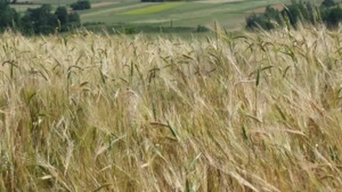 Ce face un dezvoltator rezidential cu 600 ha de teren in criza? Le-am inchiriat pentru agricultura