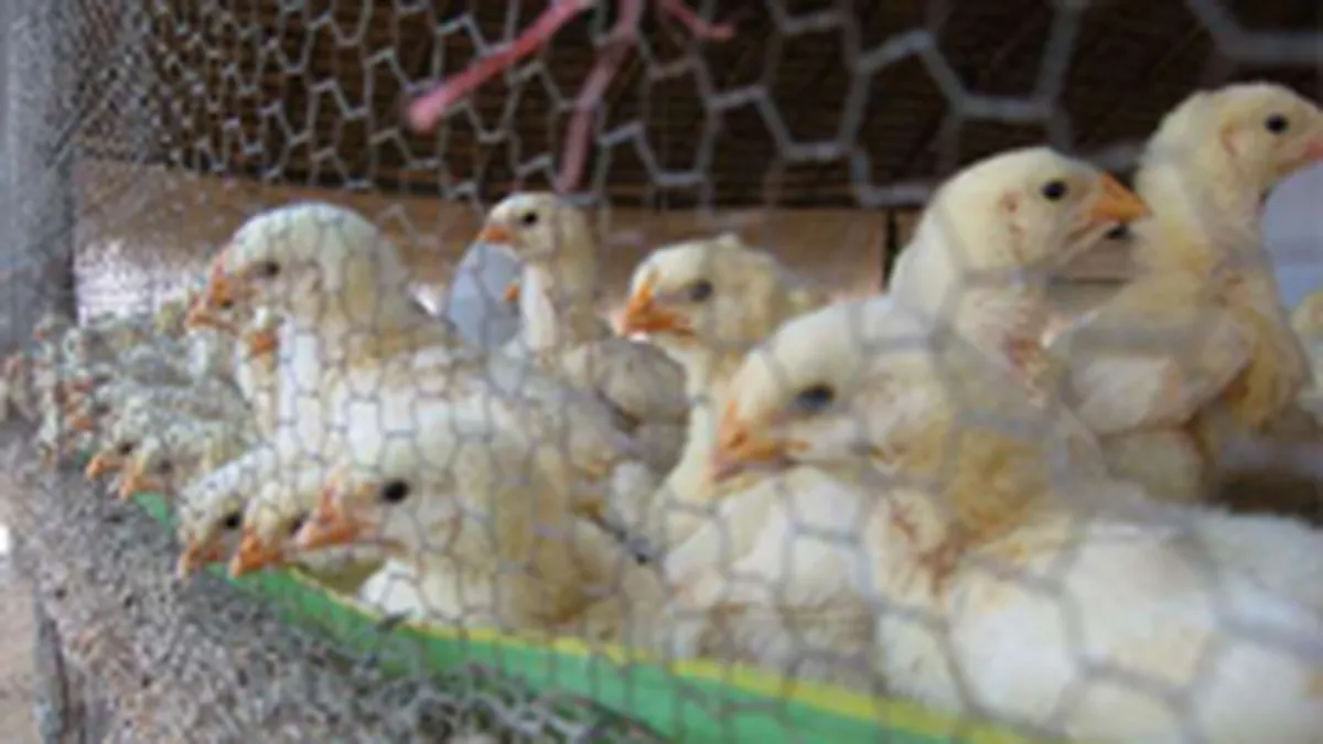 GolinHarris comunica pentru Transavia