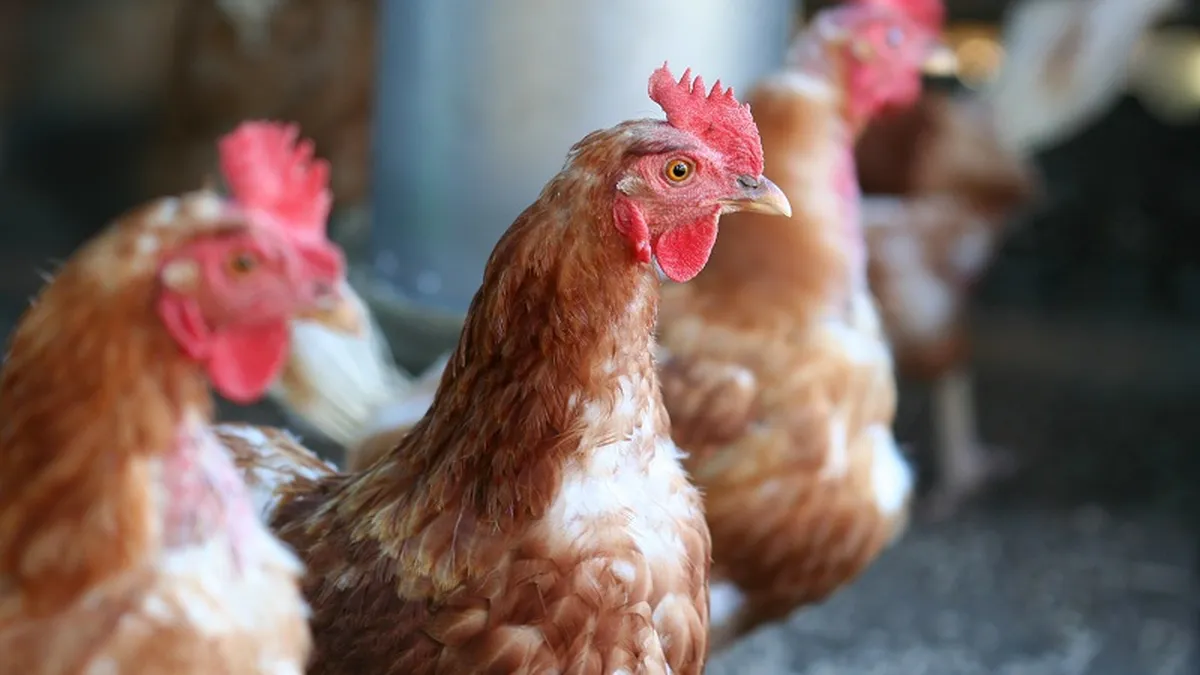 Puii de casa au crescut afacerile Avicarvil cu 35% in prima jumatate a anului