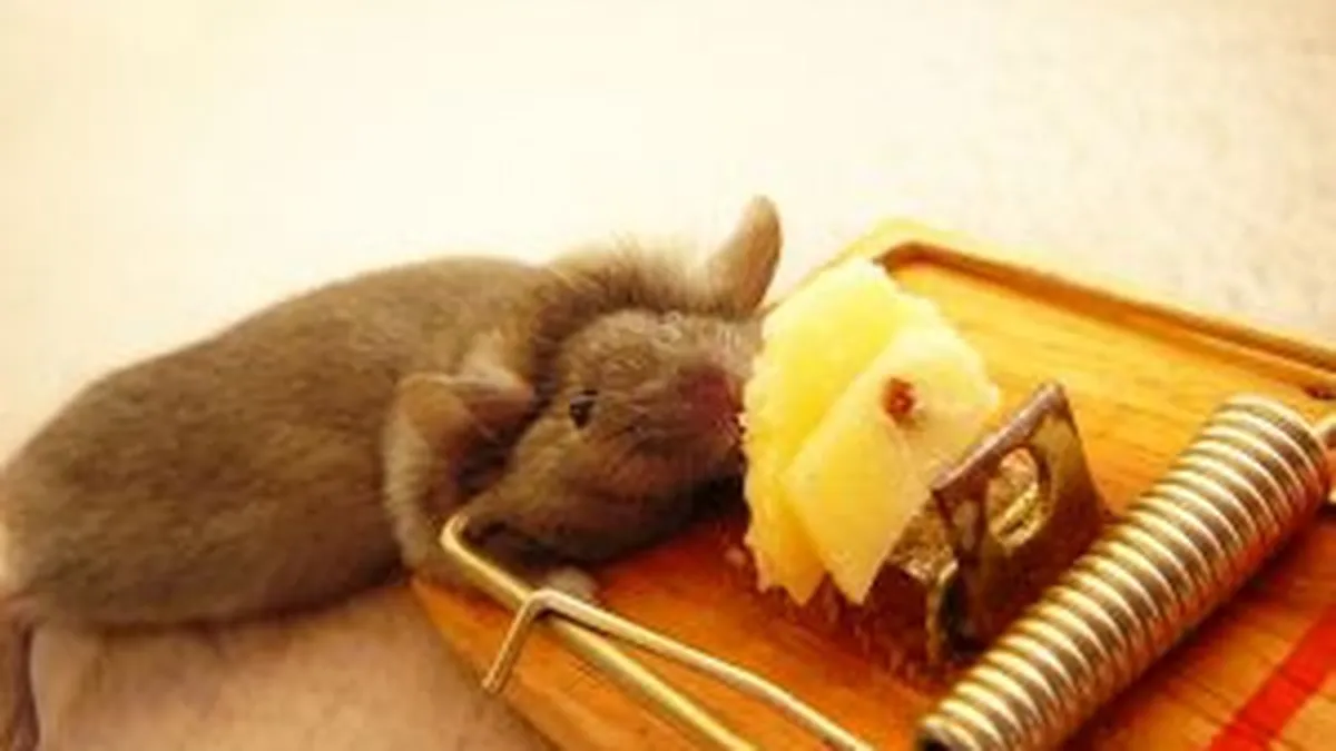 Francul, soarecele din svaiterul exportatorilor elvetieni