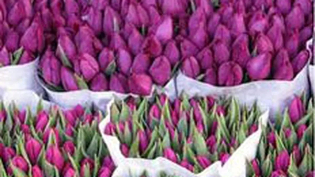 Camera de Comert romano-olandeza: Autoritatile sa nu controleze doar o anumita comunitate de afaceri