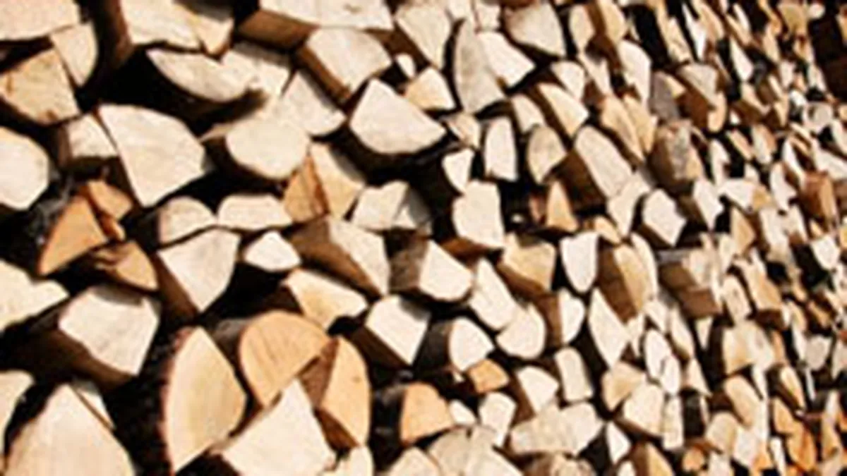 Volumul de lemn exploatat a crescut anul trecut cu 5%