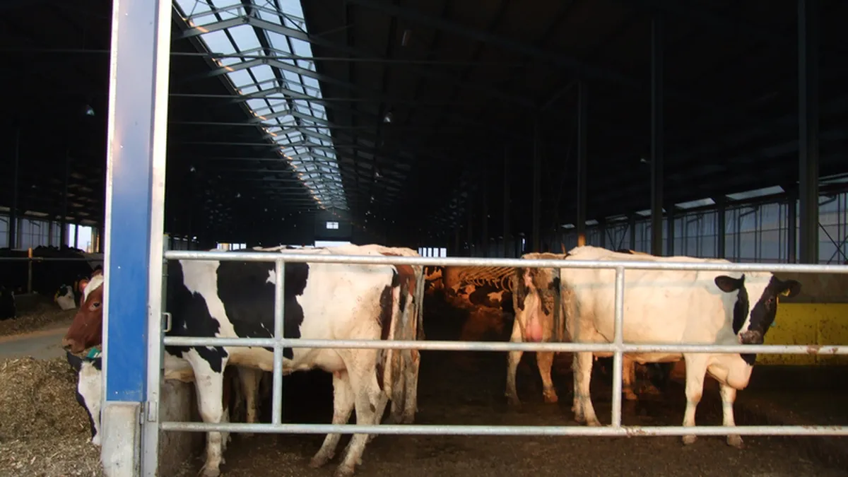 40 mil. euro, investitii anuntate in ferme de vaci. De ce aleg olandezii Romania