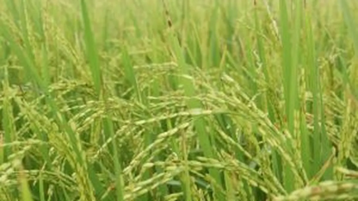 Orezul produs in Romania si ambalat de straini se intoarce in tara la un pret de 4 ori mai mare