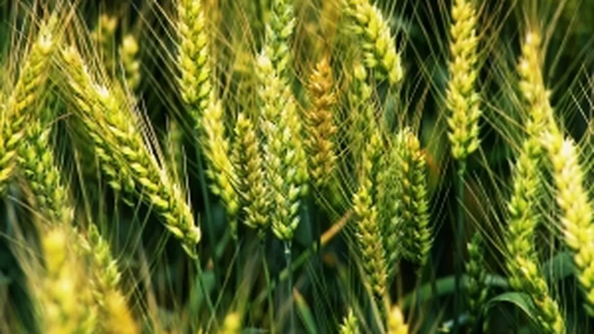 Pamantul romanesc, magnet pentru straini. Cine sunt cei mai activi cumparatori de terenuri agricole