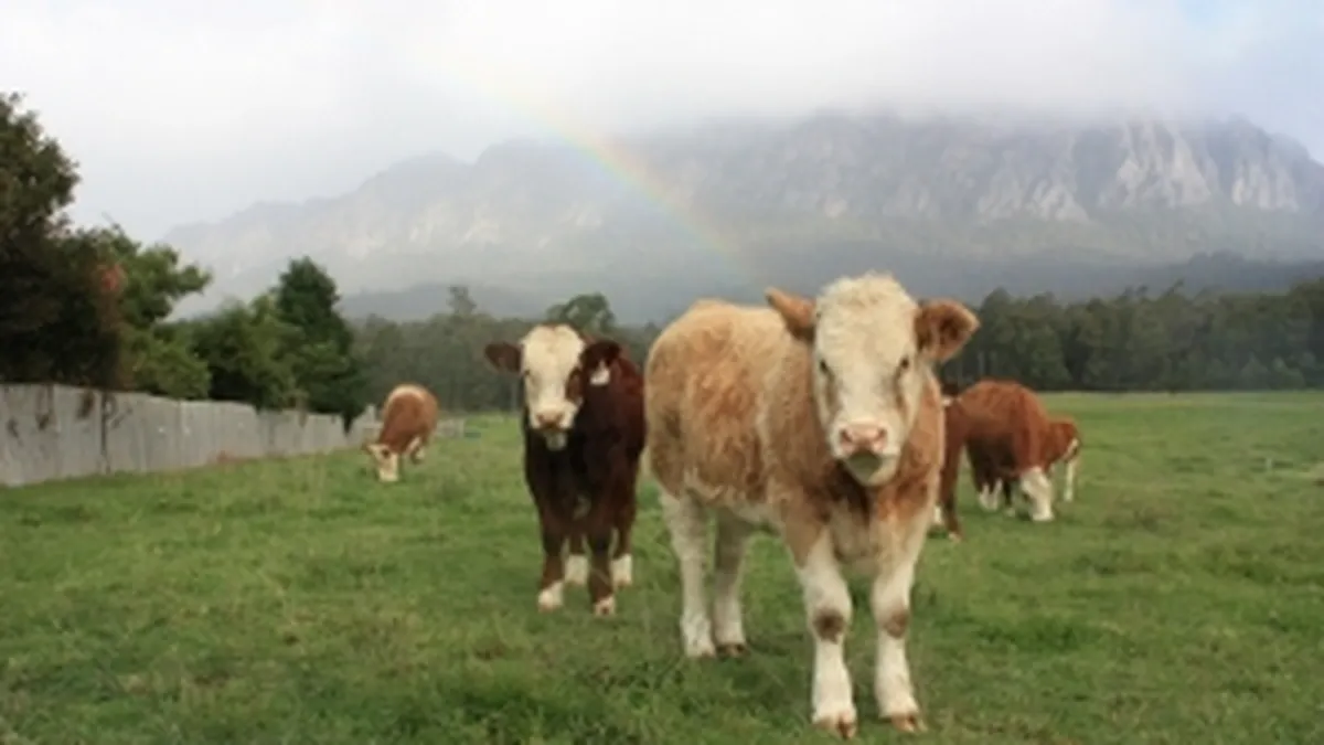 CEC Bank lanseaza un credit pentru sectorul zootehnic