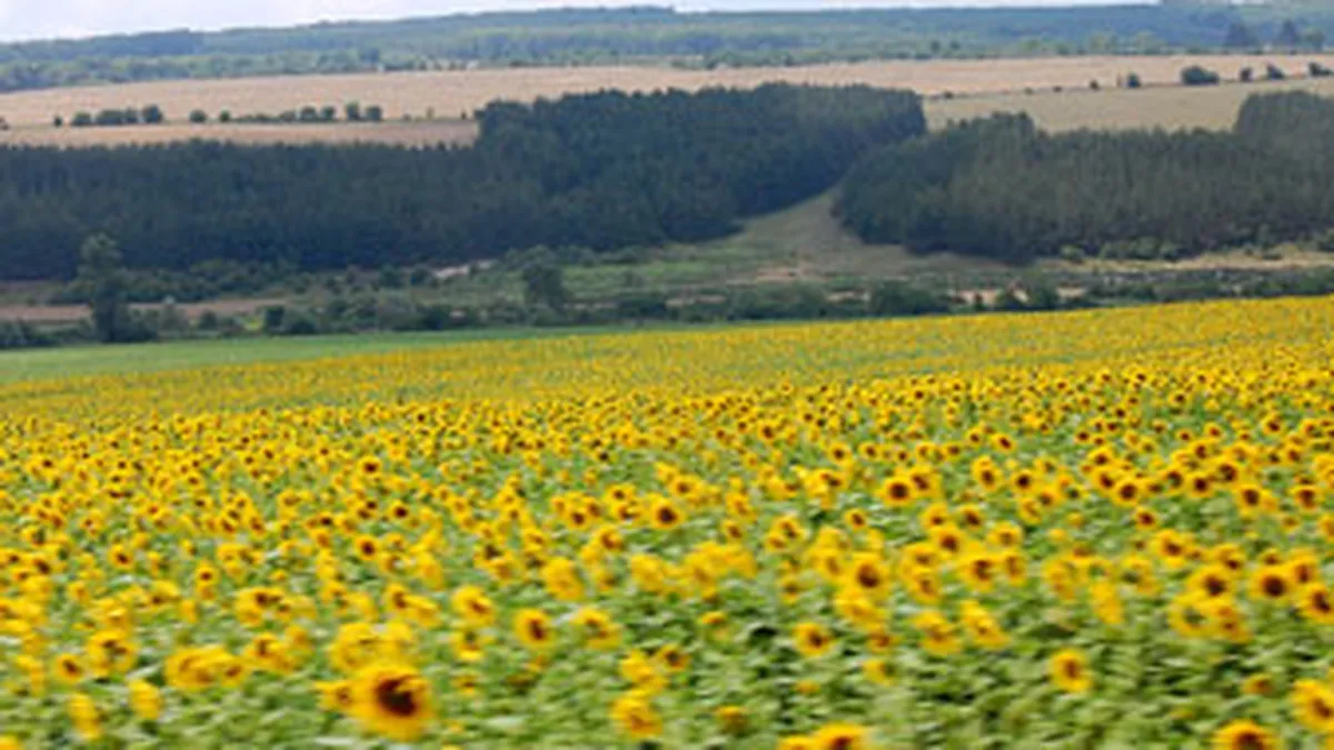 Taranul roman, client bun si-n vremuri grele: Cum creste piata de motoutilaje