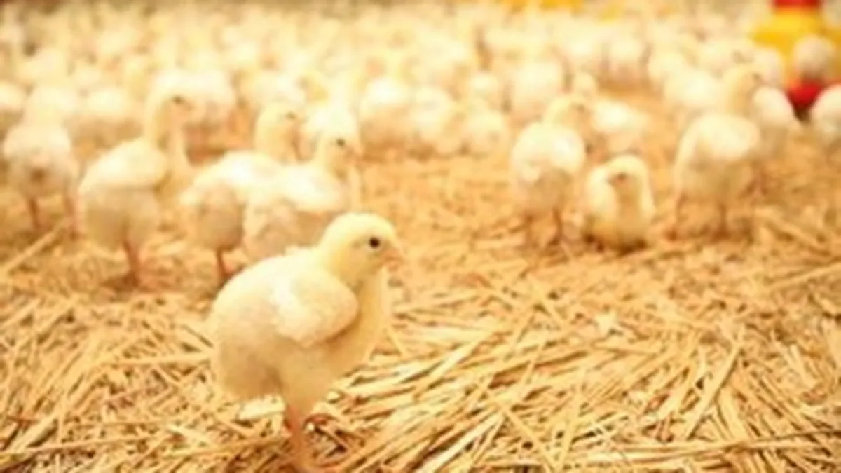 De ce vrea Avicola Crevedia un credit de 20 mil. euro