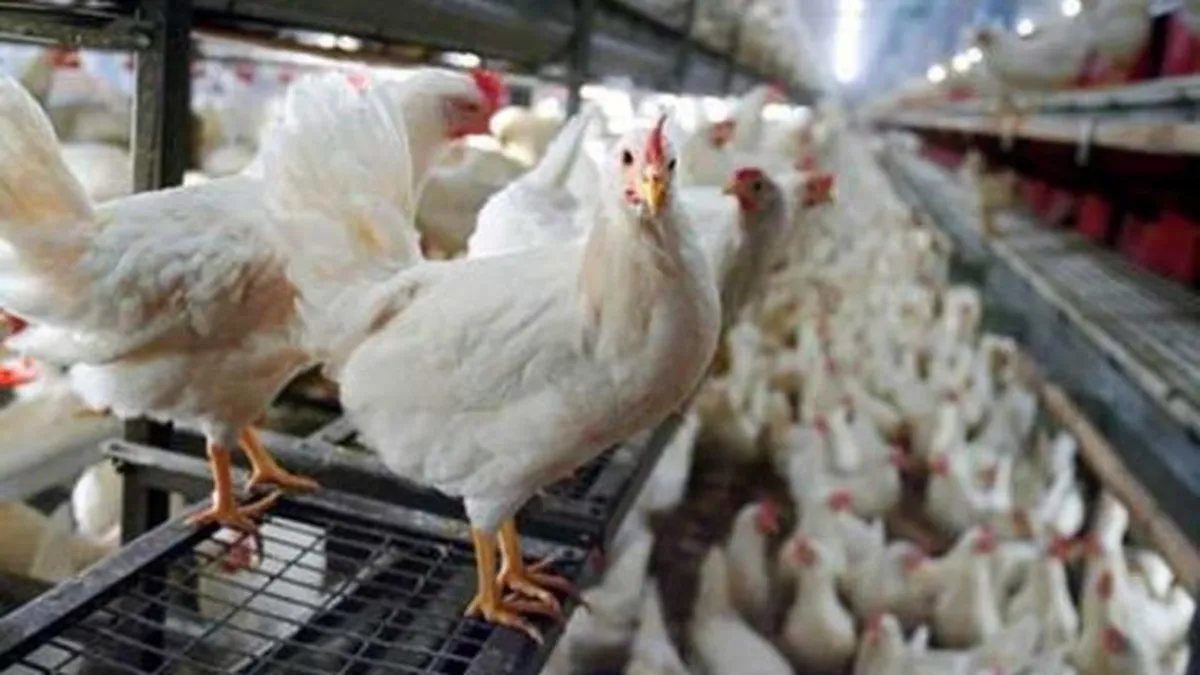 UE va avertiza Romania pentru nereguli la cresterea gainilor